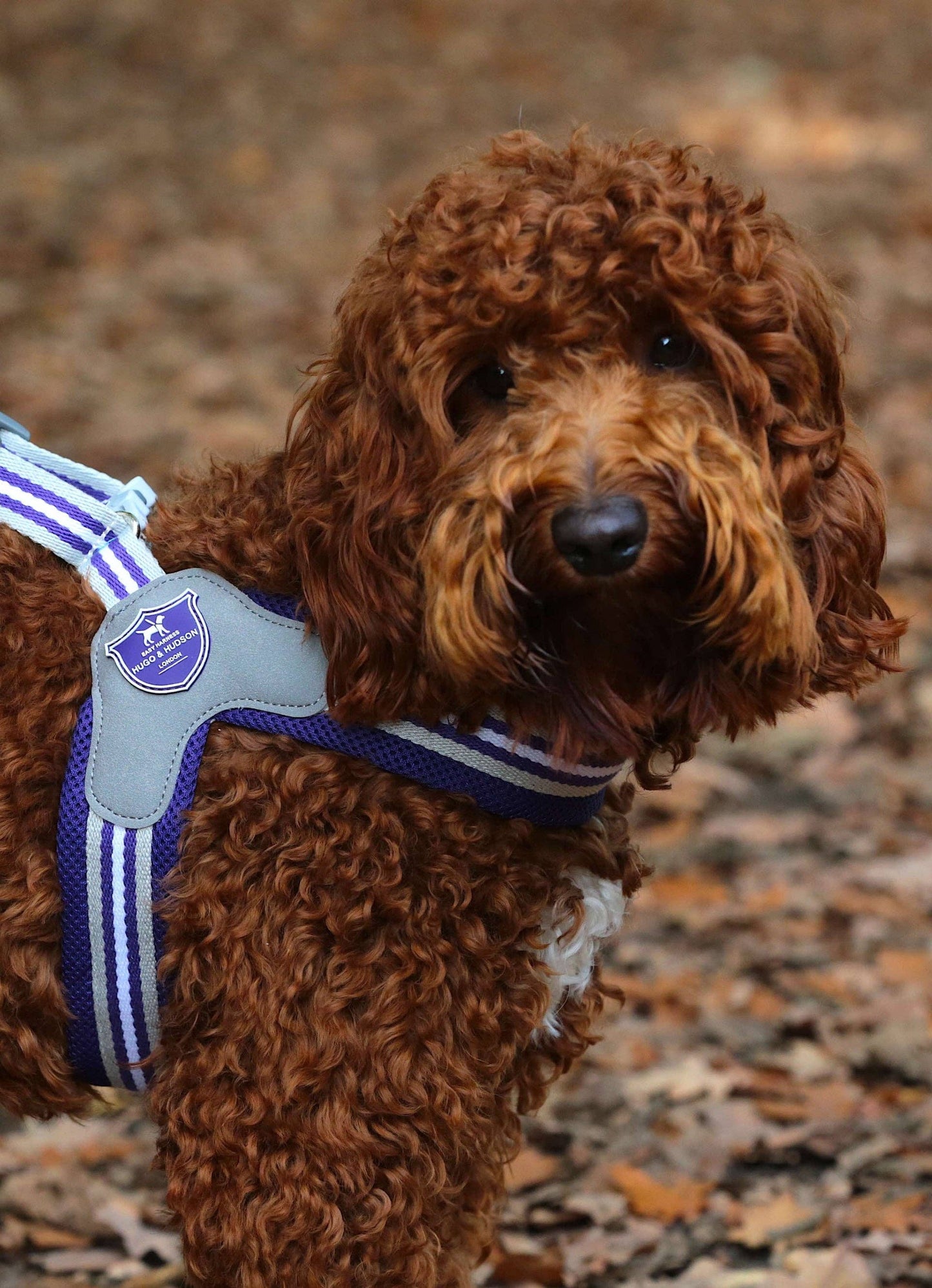 Hugo & Hudson - Easy Walk V Dog Harness - Royal Blue - 2