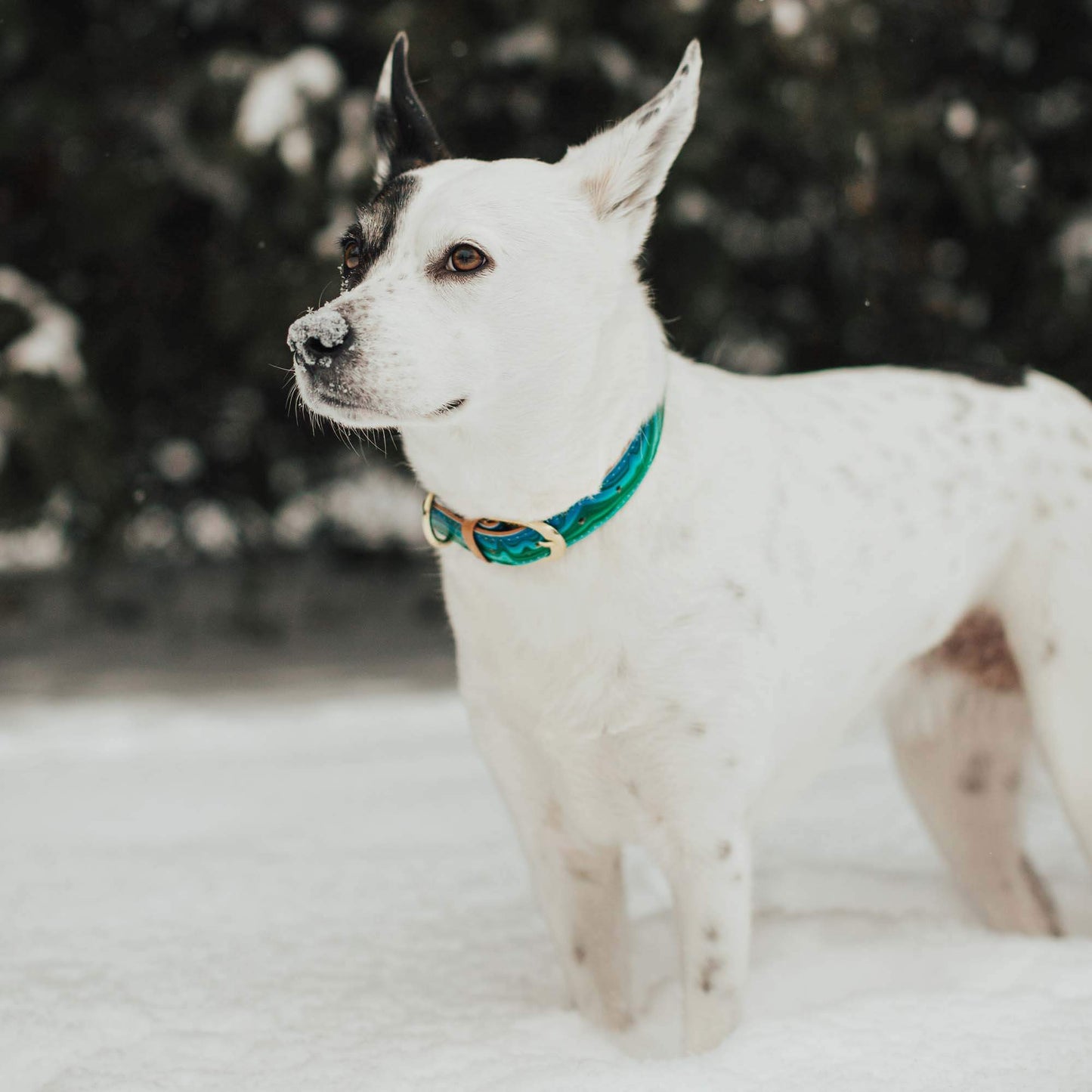 Friendship Collar - Magical Malachite Matching Collar & Bracelet - XS