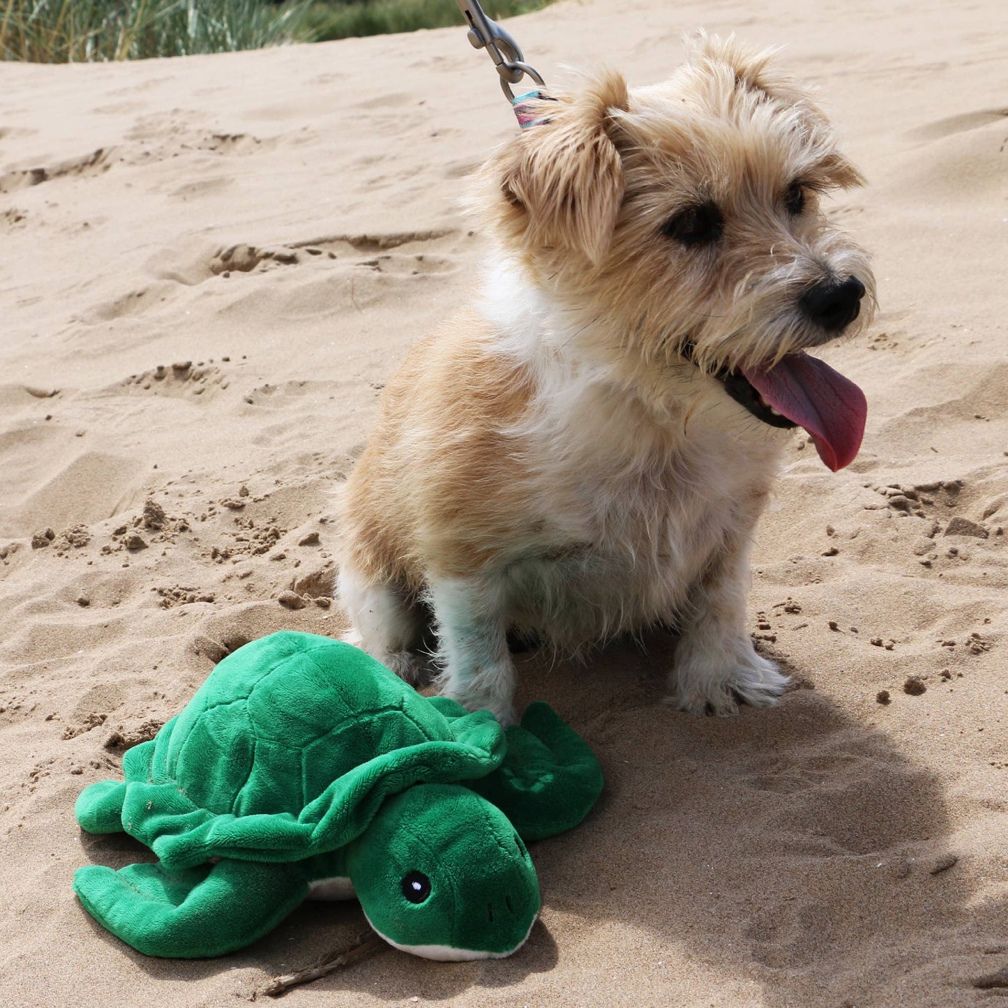 Ancol Pet Products Ltd - Made From Turtle - Green & White