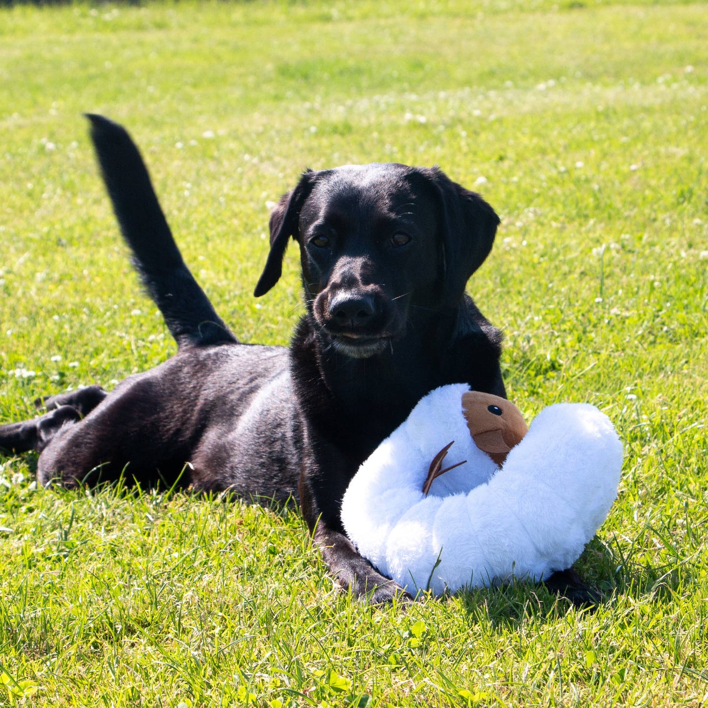 Ancol Pet Products Ltd - Ancol Play Time For Dogs - Cuddly Critters