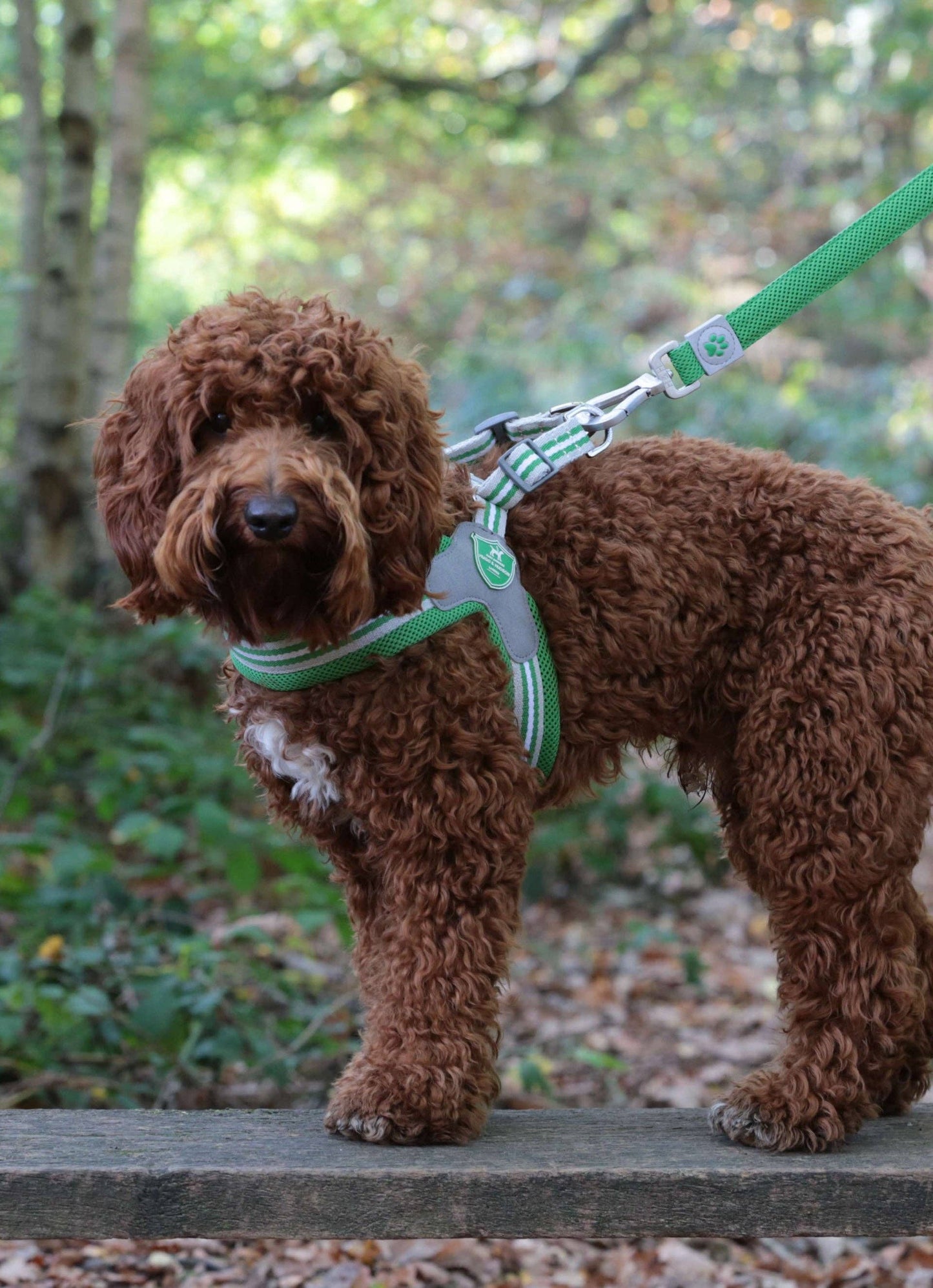 Hugo & Hudson - Easy Walk V Dog Harness - Green - 3