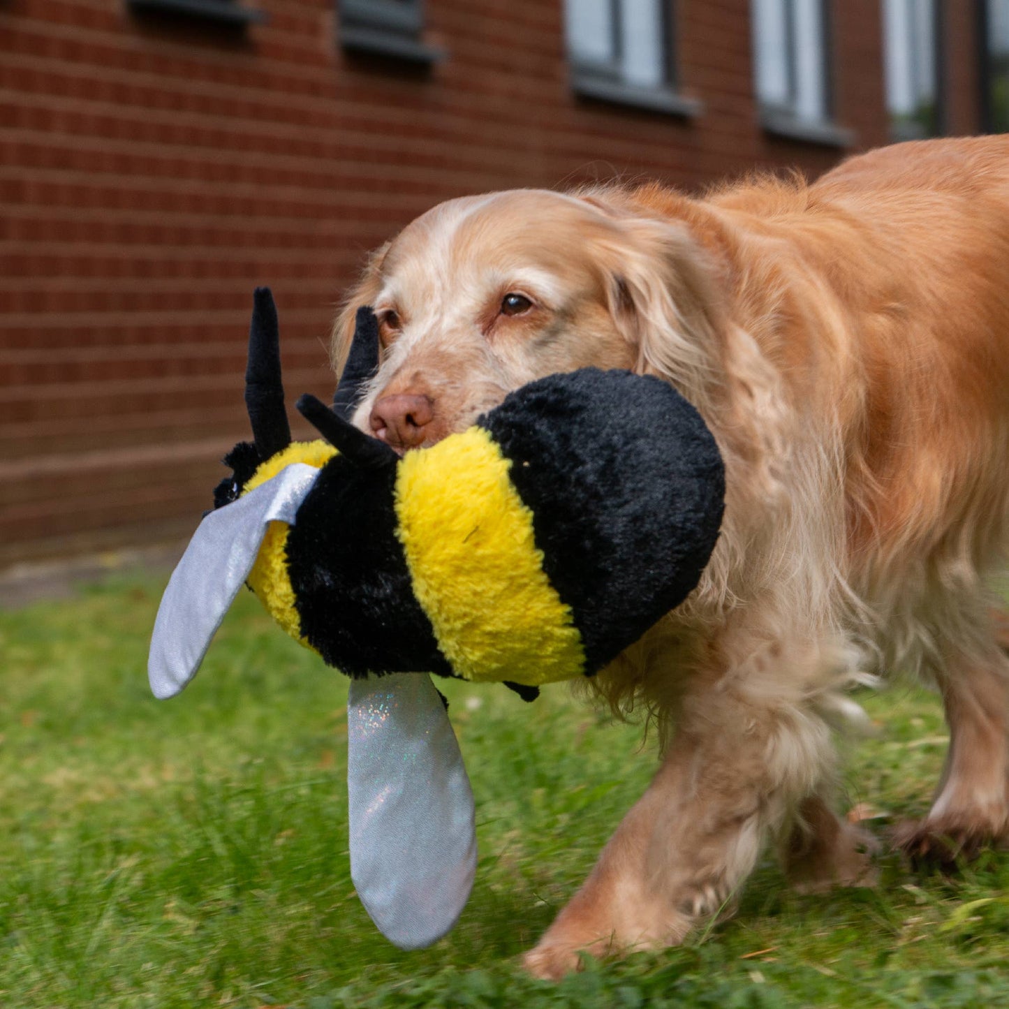 Ancol Pet Products Ltd - Ancol Play Time For Dogs - Cuddly Critters