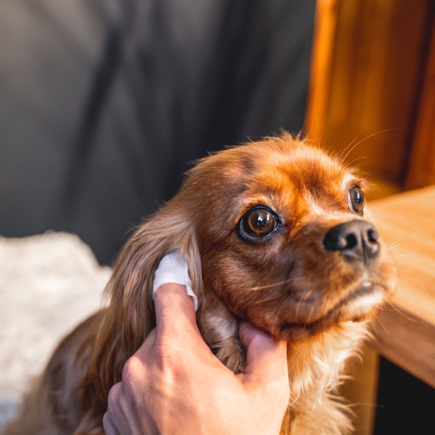 OurPetsLife - Dog Ear Wipes