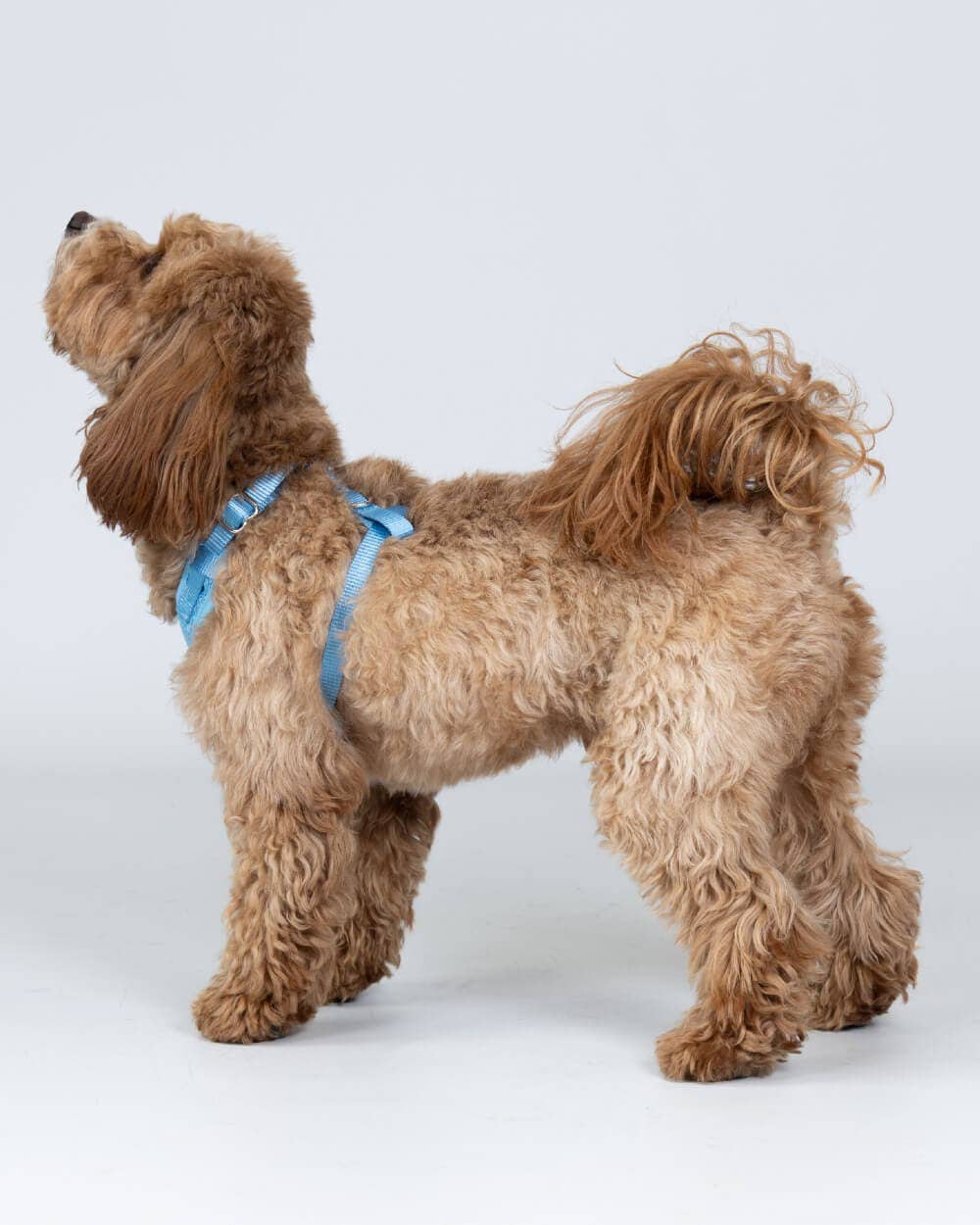 Hugo & Hudson - Blue Luxury Tweed Dog Harness - L