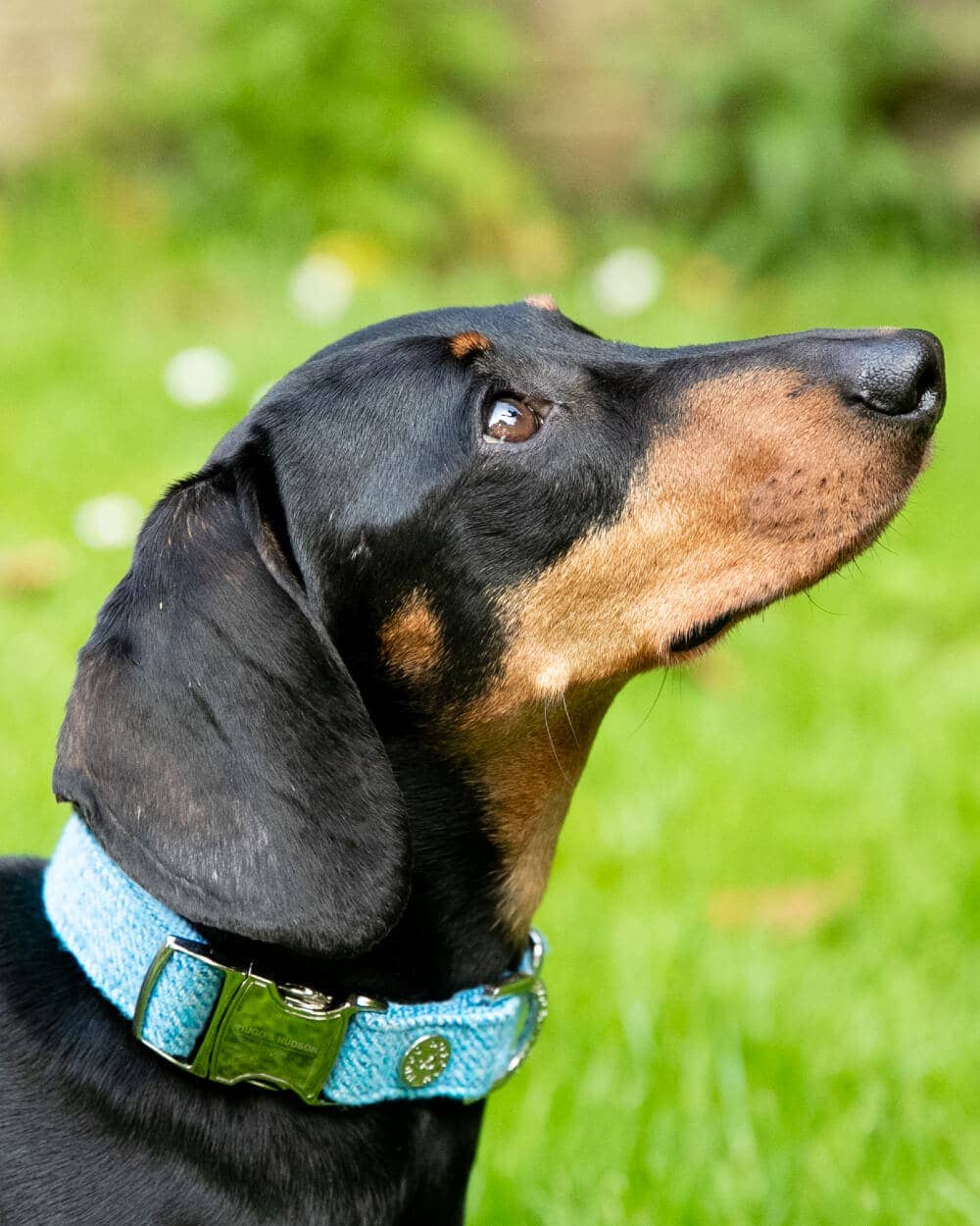 Hugo & Hudson - Blue Luxury Tweed Dog Collar - M