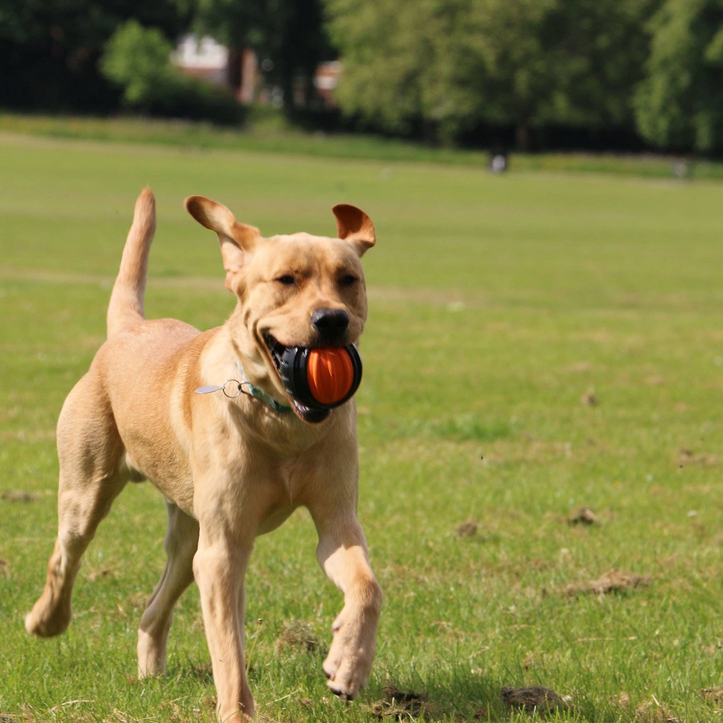 Ancol Pet Products Ltd - Ancol Extreme Tough Ball Dog Toy - Tough Ball