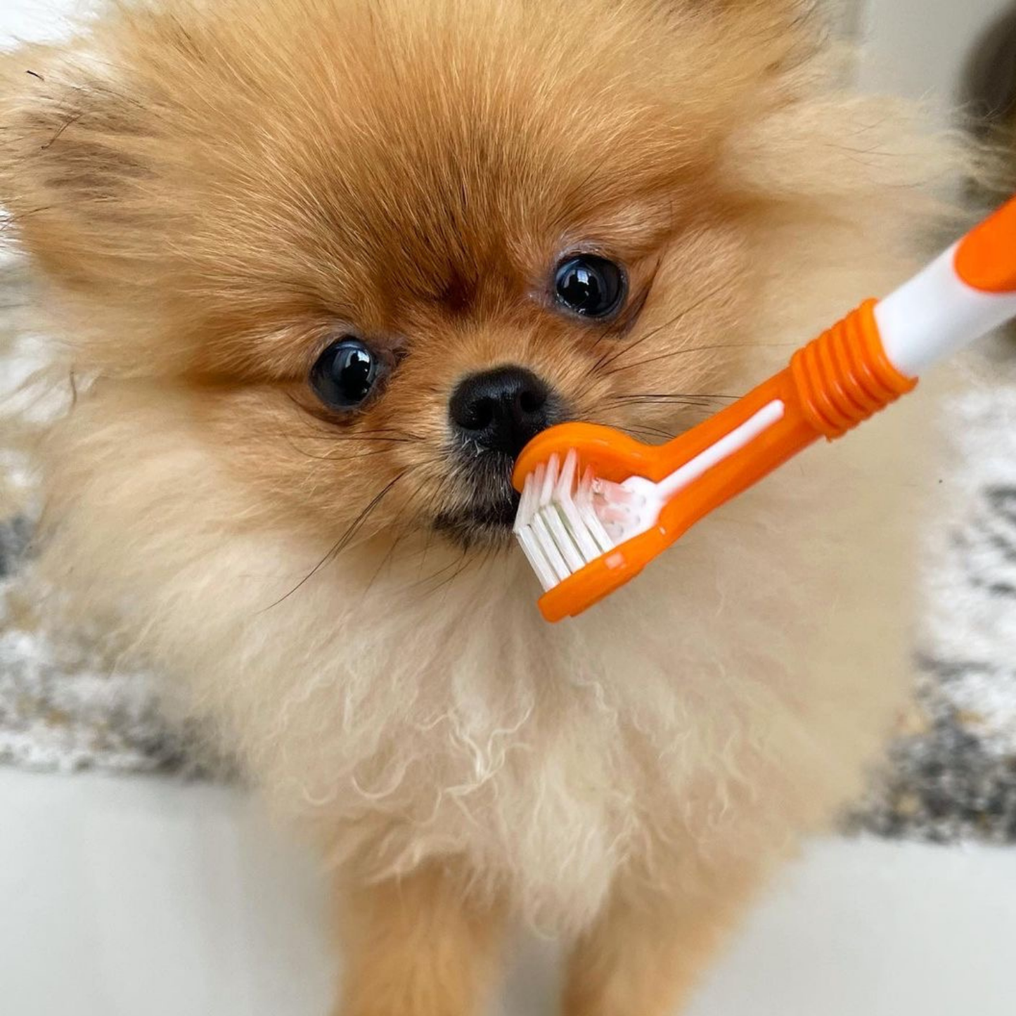 DogsLife - Dog Dental Care Kit
