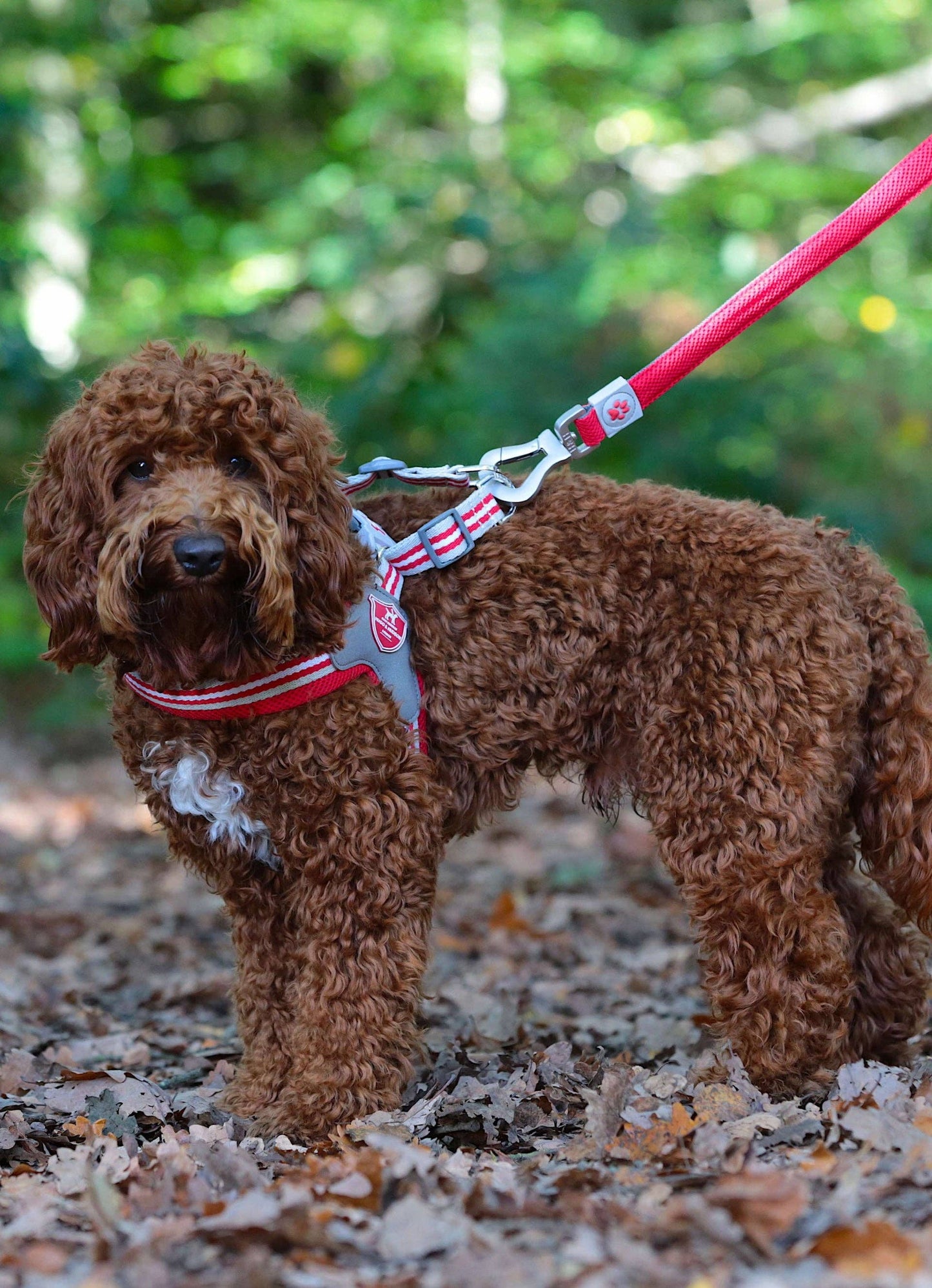 Hugo & Hudson - Easy Walk V Dog Harness - Red - 8