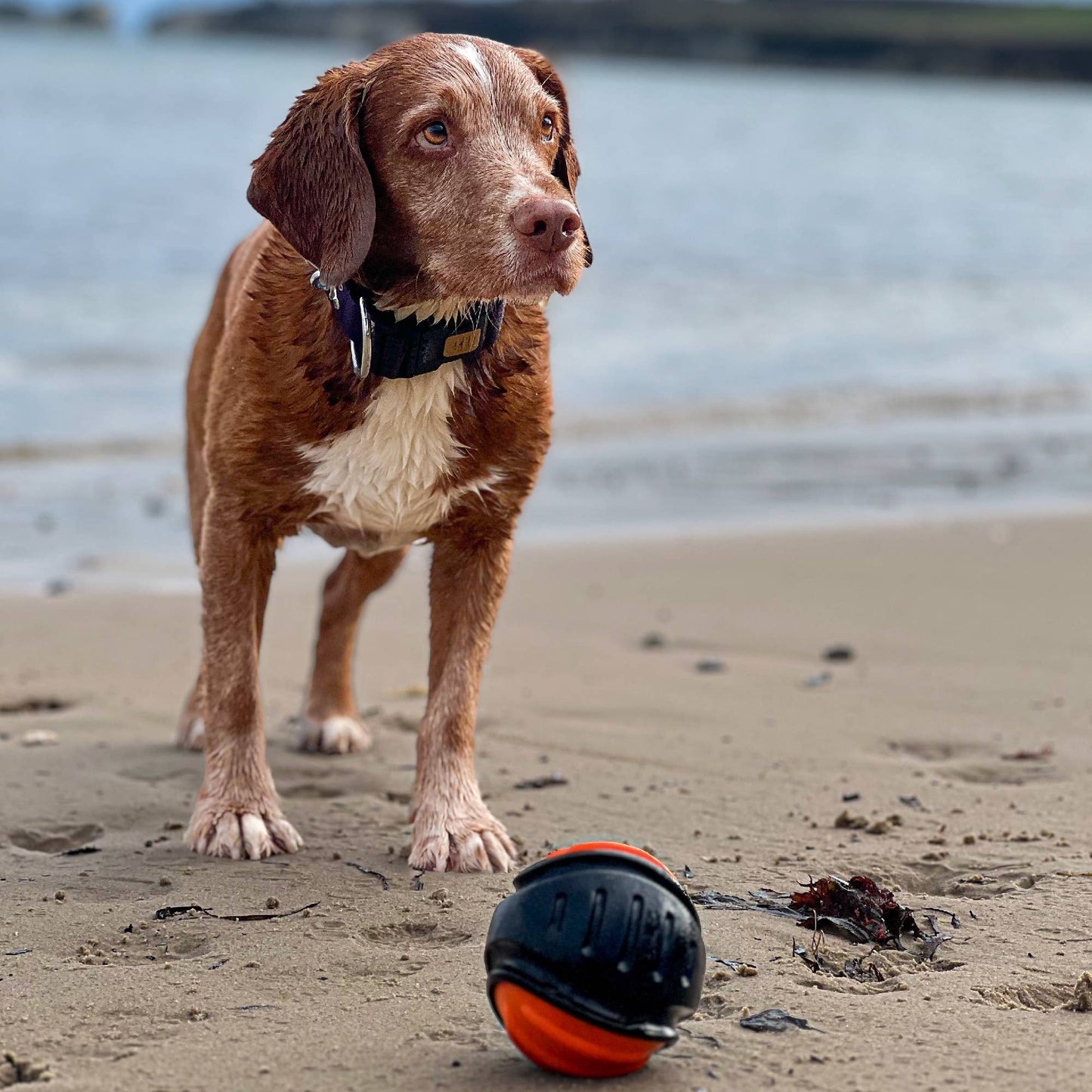 Ancol Pet Products Ltd - Ancol Extreme Tough Ball Dog Toy - Tough Ball