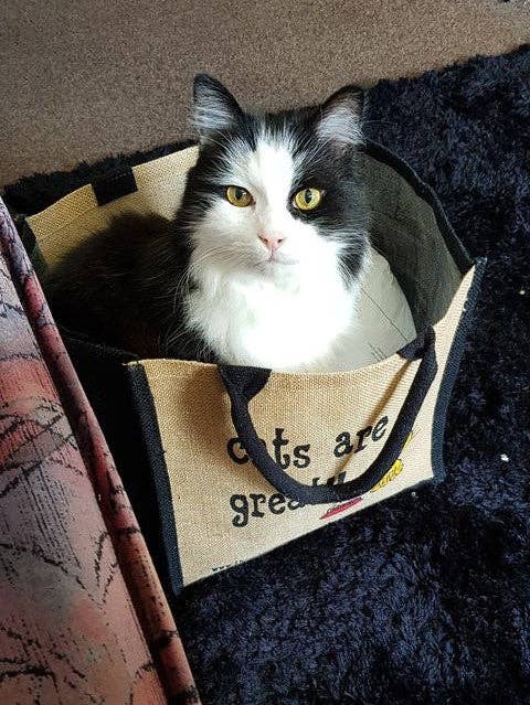 These Bags are Great - Cats are Great Bag - Jute Shopping Bag Gift Tote