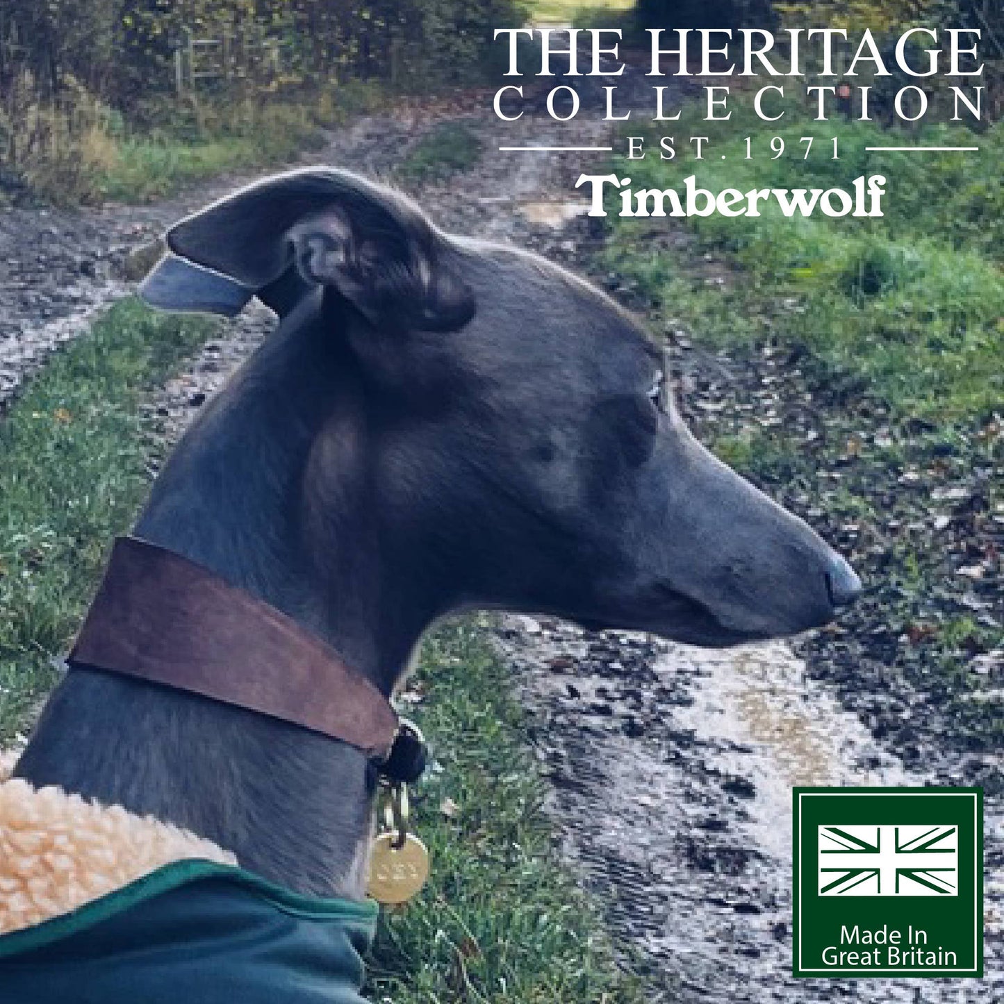 Ancol Pet Products Ltd - Timberwolf Hound Collar ( Size 34-43cm) - Mustard / 34-43cm