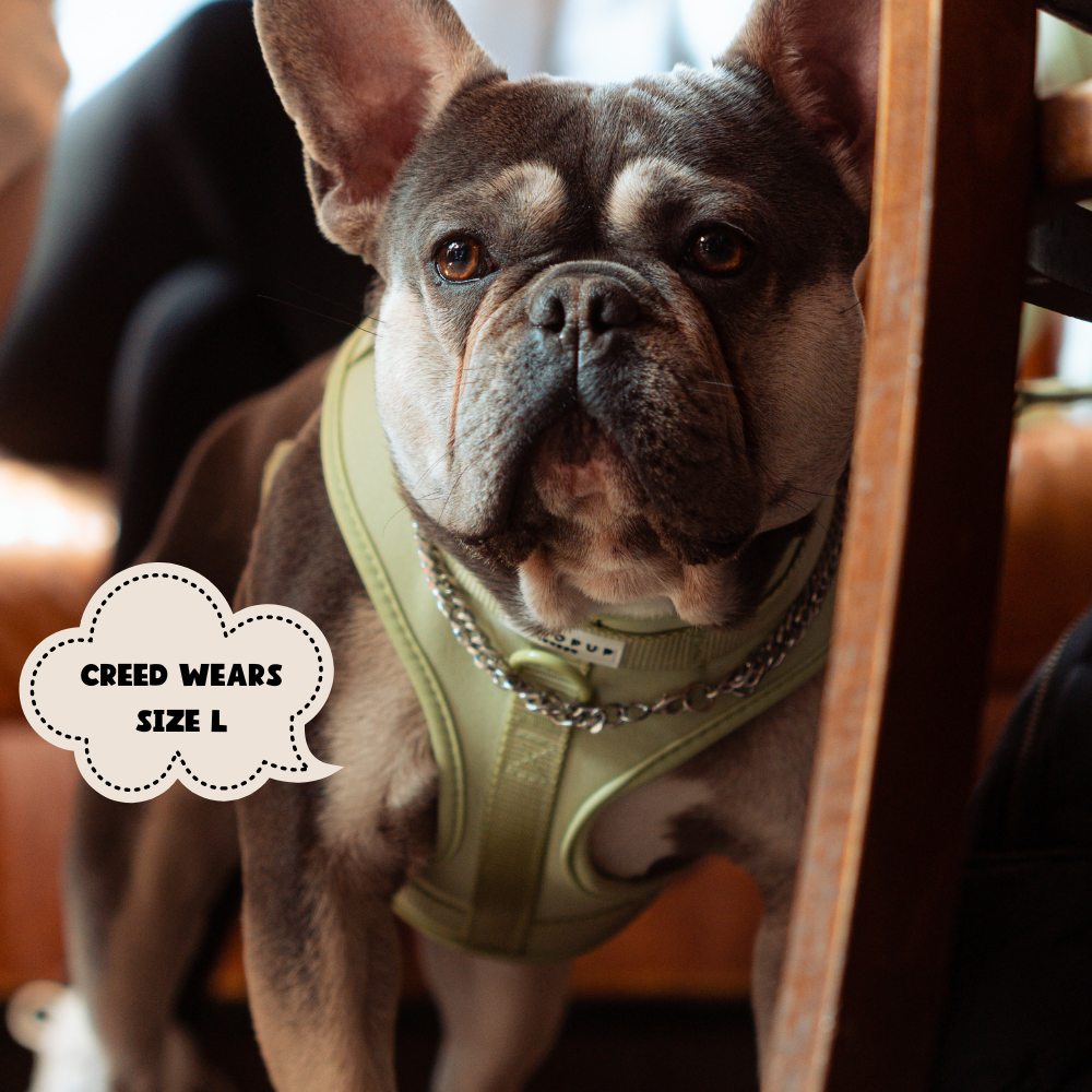 Cocopup London - NAKD Adjustable Neck Harness - Matcha - S
