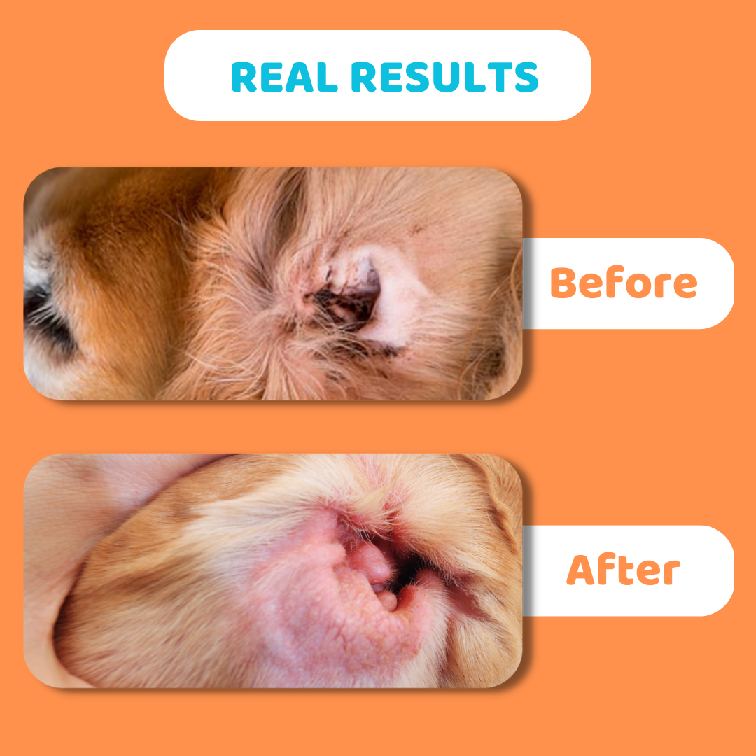 OurPetsLife - Dog Ear Wipes