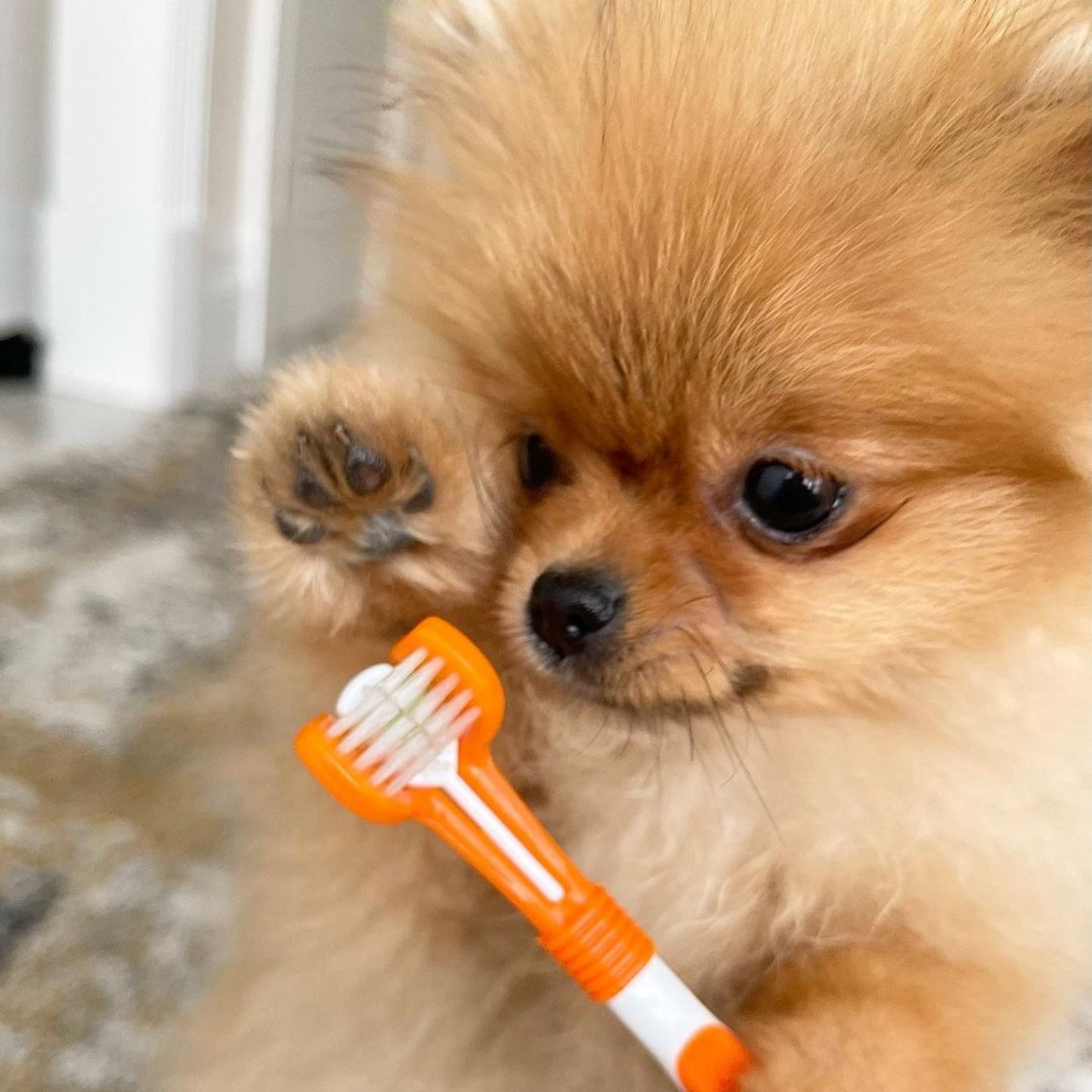 DogsLife - Dog Dental Care Kit