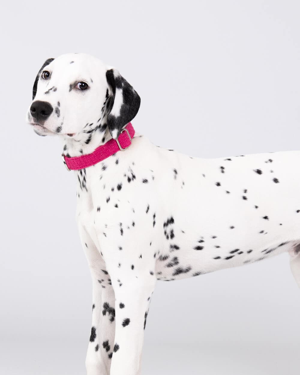 Hugo & Hudson - Pink Luxury Tweed Dog Collar - L
