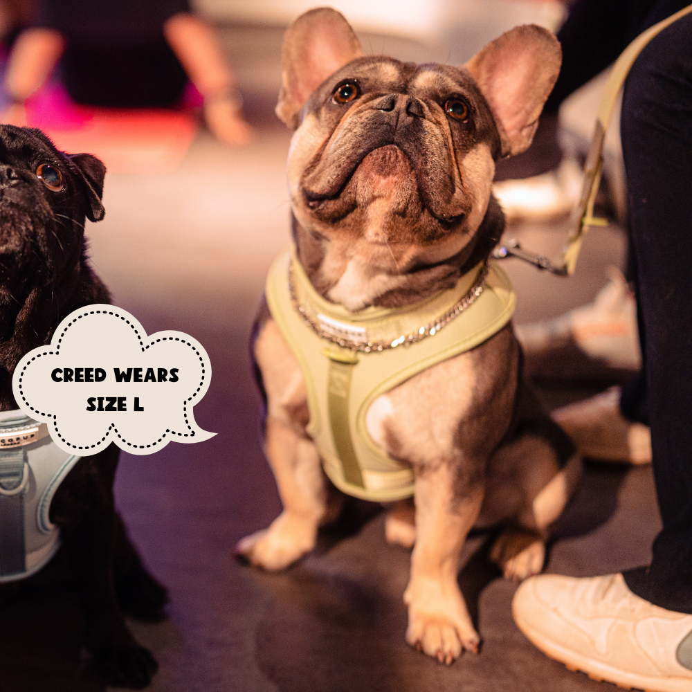 Cocopup London - NAKD Adjustable Neck Harness - Matcha - M