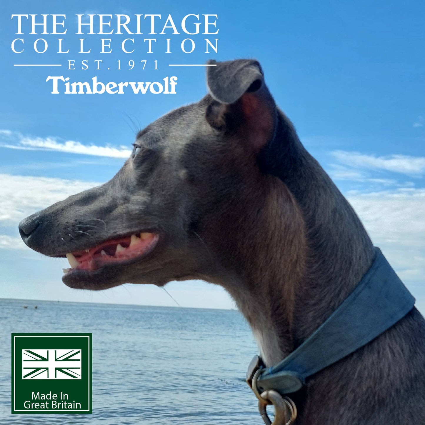 Ancol Pet Products Ltd - Timberwolf Hound Collar ( Size 34-43cm) - Blue / 34-43cm