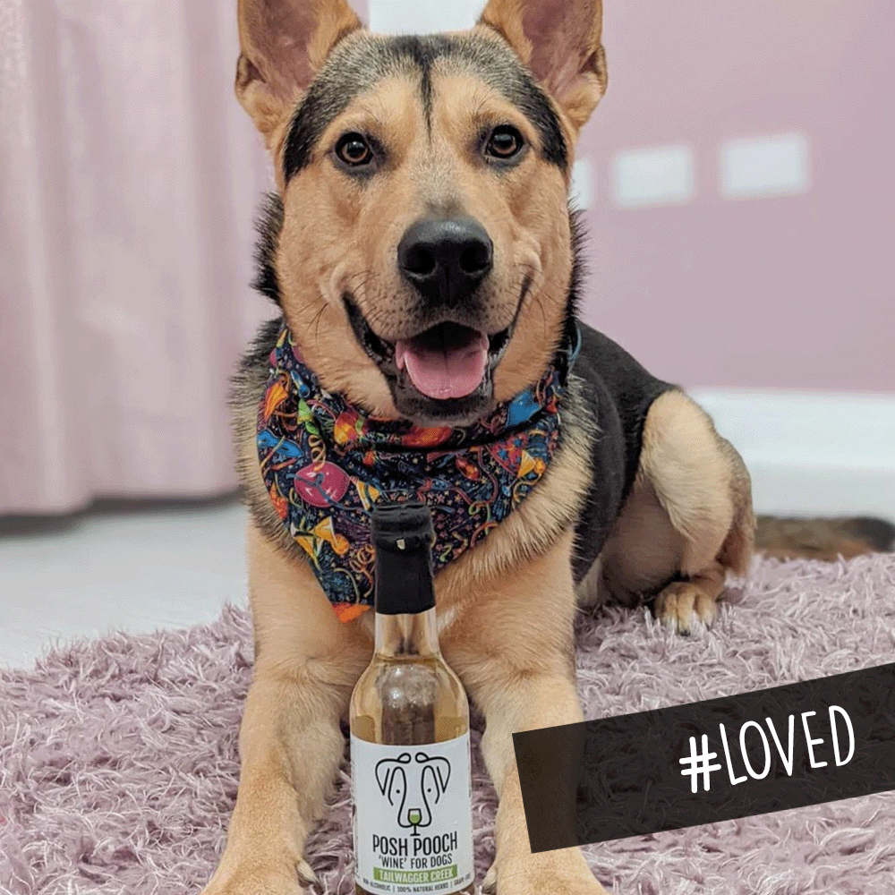 WOOF&BREW LTD - Woof&Brew Posh Pooch Dog 'Wine' Treat - Ideal Gift