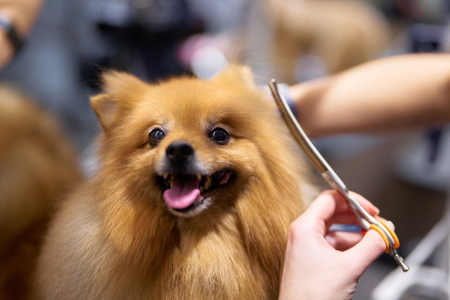 Full Grooming Size XL - Including Trim