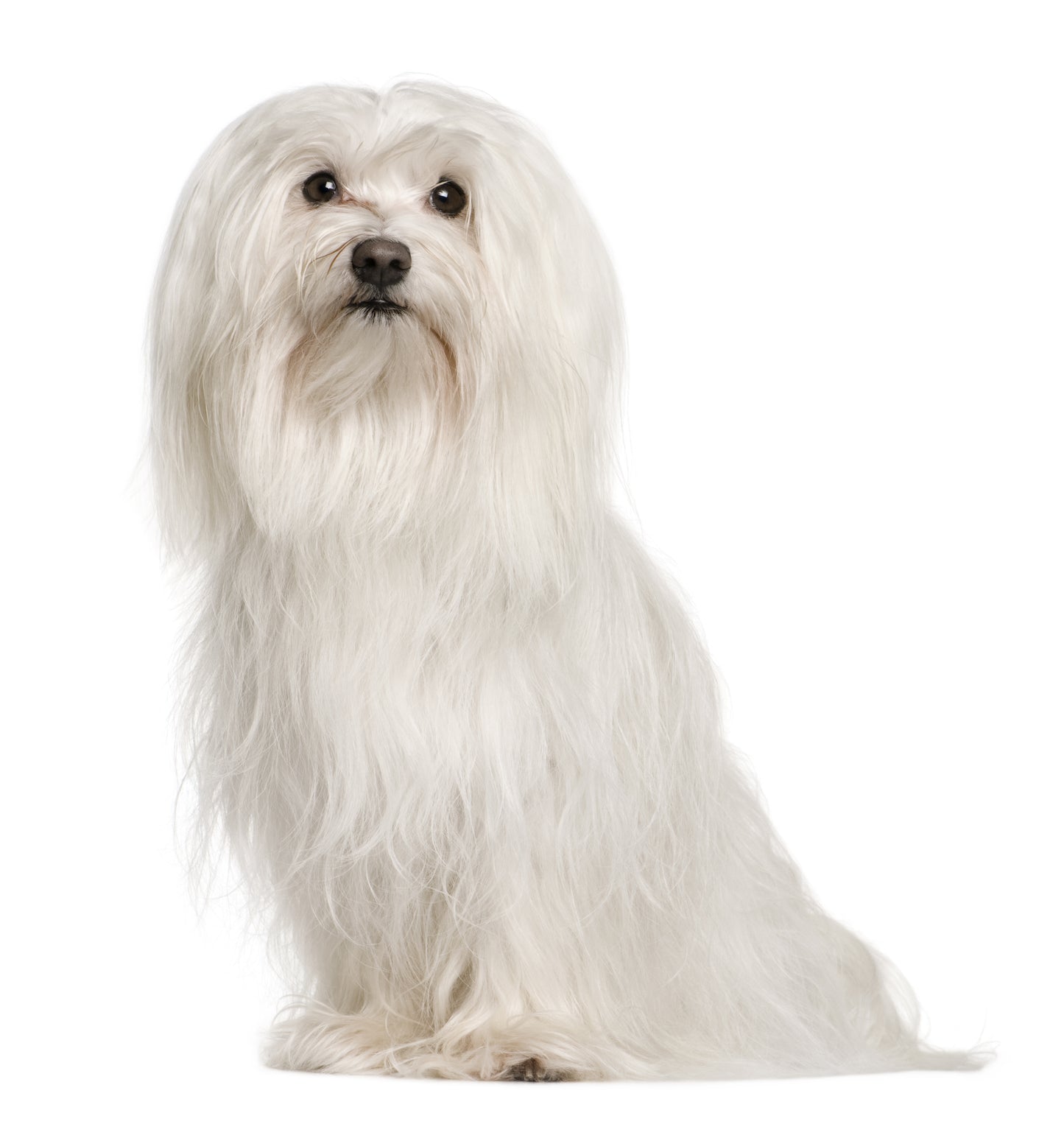 Long / Curly Hair Breed – Wash & Dry Package