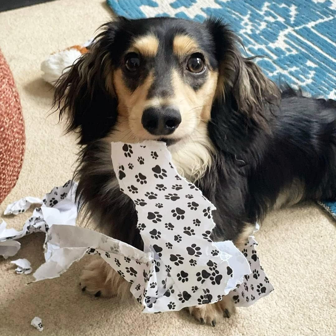 4 X Paw Print Recyclable Wrapping Paper Sheets 70Cm X 50Cm - Premium Gift Wrap for Birthday, Christmas & More - Designed and Made in the UK for Dog, Cat and All Animal Lovers - Pet Safe