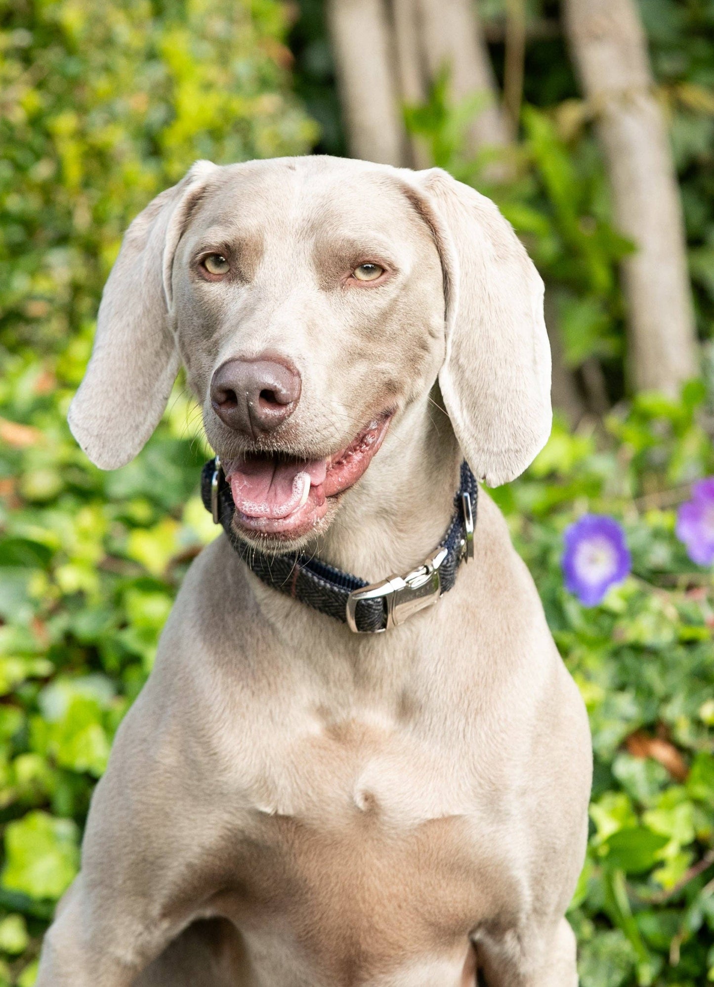 Hugo & Hudson - Hackett x Hugo Hudson Grey Checked Tweed Dog Collar - L